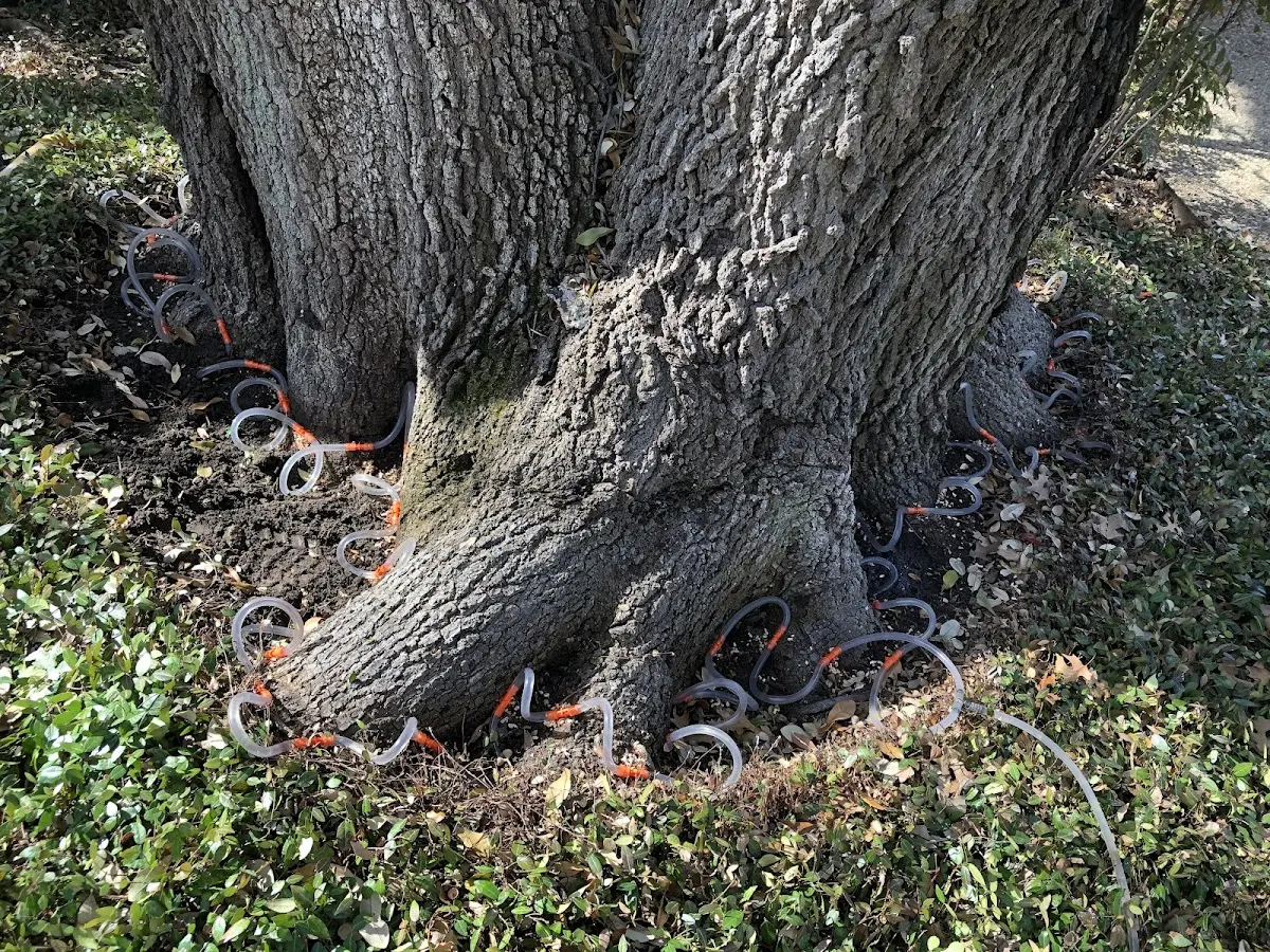 Detailed Tree Cabling and Bracing job site in Staples