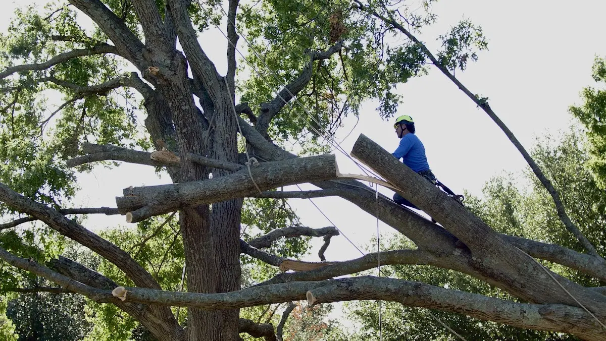 Professional Hazardous Tree Removal performed by certified arborists in Staples
