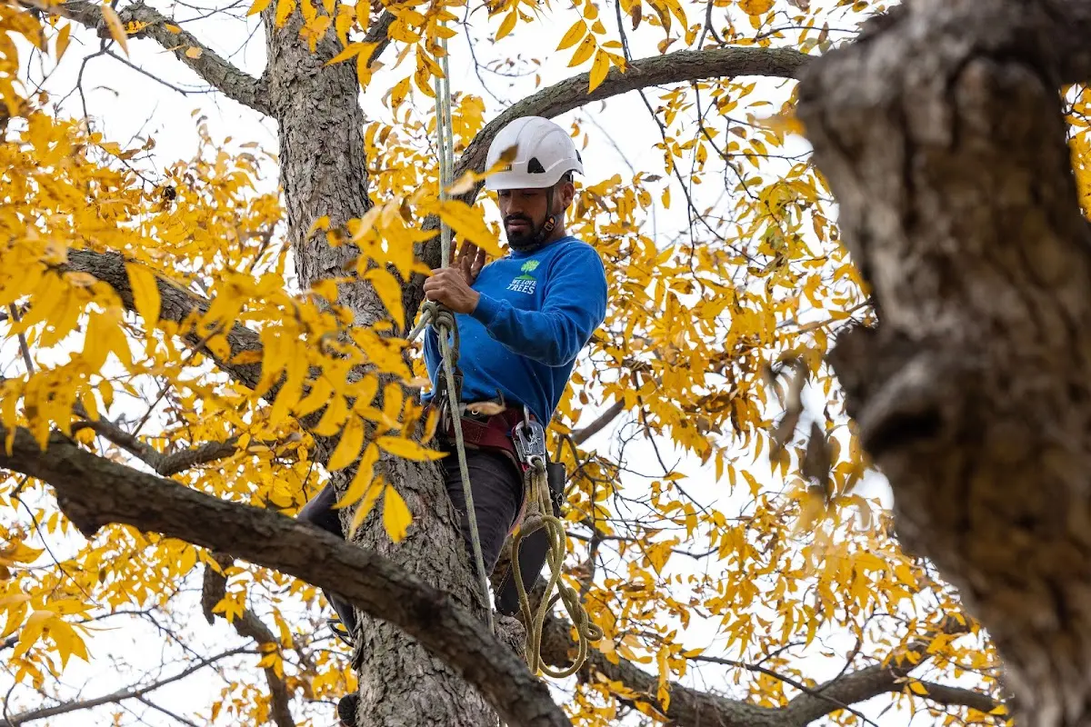 Skilled Tree Pruning crew working in Staples